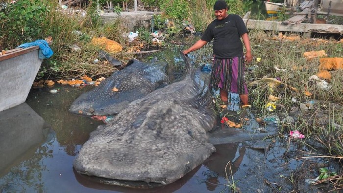 Dua Ekor Hiu Tutul Terdampar di Gresik, Ditarik 9 Perahu ke Tepi