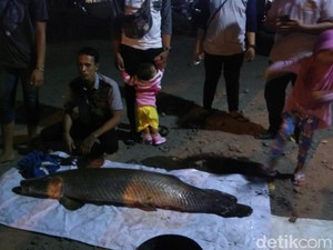 Lagi, Seekor Arapaima Gigas Ditangkap di Sungai Surabaya