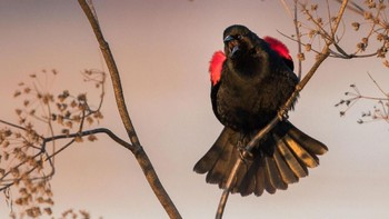 Amateur Honorable Mention: Scott Suriano. Canon EOS-1D X Mark II with Canon EF 500mm f/4L IS II USM lens; 1/1000 second at f/4; ISO 1000. Foto: Audubon Photography Awards
