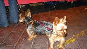 Hii! ada anjing berkelapa dua? (Foto: Brightside)