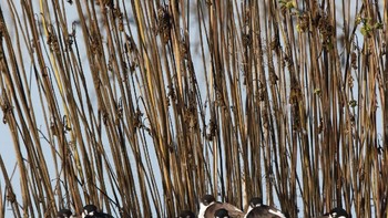 Professional Winner: Gary R. Zahm. Canon EOS 7D Mark II with Canon EF 500mm f/4L IS II USM lens; 1/1250 second at f/13, EC -1/3; ISO 800. Foto: Audubon Photography Awards