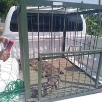 Buaya Citarum yang Ditangkap Warga Diserahkan ke BBKSDA 