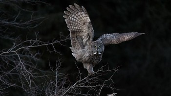 Grand Prize Winner: Steve Mattheis. Nikon D850 with Nikon 300mm AF-S f/4E PF ED VR lens; 1/1000 second at f/4; ISO 1600. Foto: Audubon Photography Awards
