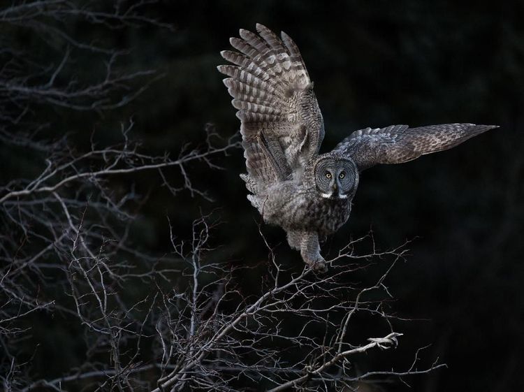 Karya Memukau Jawara Kontes Foto Burung Dunia