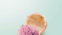 Waduh, kacang kenarinya berisi benda berbentuk otak. Kamu mau nggak kalau dikasih kacang ini? Hihi Foto: Instagram 360brain