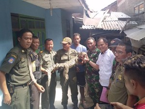 Buaya Citarum yang Ditangkap Warga Diserahkan ke BBKSDA