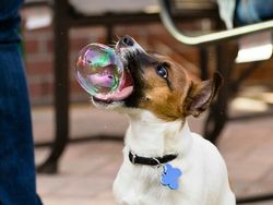 Ringkusan Foto Sempurna di Momen yang Tepat