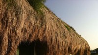 Atap rumah ini biasanya dilapisi dengan tumpukan rumput laut yang tebal dan bisa bertahan cukup lama.Foto: Inhabitat.com/Per Nielsen via Adam Schnack.