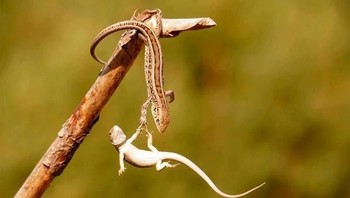 Detik-detik si kadal mencoba menggapai temannya agar tidak jatuh. (Foto: Brightside)