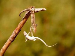 Ringkusan Foto Sempurna di Momen yang Tepat