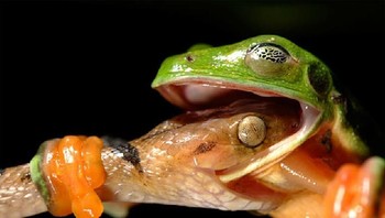 Aksi duel yang dramatis, siapakah yang menang? (Foto: Brightside)