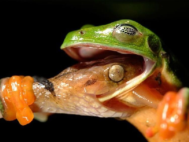 Ringkusan Foto Sempurna di Momen yang Tepat
