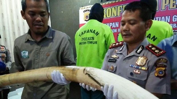 KLHK: Pembunuhan Gajah Jinak di Aceh Kejahatan Luar Biasa