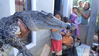 Penangkapan buaya ini mengundang perhatian warga setempat di Kelurahan Manggahhang, Kecamatan Baleendah, Kabupaten Bandung.  (Foto: Wisma Putra/detikcom)