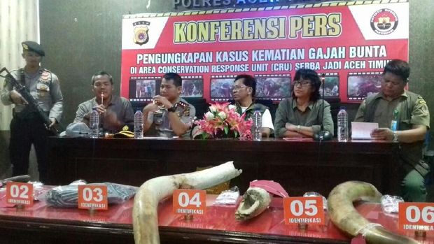 KLHK: Pembunuhan Gajah Jinak di Aceh Kejahatan Luar Biasa