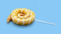  Candy Snake, tulisnya. Permen yang satu ini berbentuk seperti ular sungguhan. Tunggu dulu, itu memang ular sungguhan yang diedit jadi permen tangkai. Hii.. Foto: Instagram 360brain