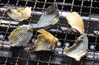 Berani Coba? Koktail Paling Mematikan di Dunia dari Sirip Ikan Fugu