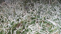 Menurut Kepala Desa Dieng Kulon, Kecamatan Batur, Banjarnegara, Slamet Raharjo, munculnya embun es atau yang disebut bun upas oleh warga itu lebih tebal dari hari sebelumnya. 