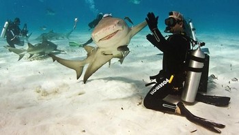 Adu tos sama si hiu. (Foto: Brightside)