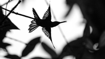 Youth Honorable Mention: Liron Gertsman. Canon EOS 7D Mark II with Canon EF 100-400mm f/4.5-5.6L IS II USM lens; 1/5000 second at f/5.6; ISO 500 Foto: Audubon Photography Awards