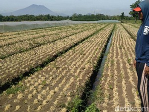 Diserang Ulat Grayak, Petani Bawang Merah Probolinggo Gagal Panen