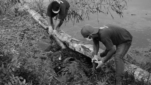 Ada Luka Tembak dan Tusuk di Bangkai Orang Utan yang Mengapung
