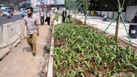 Penanaman tanaman hijau juga dilakukan untuk memperindah trotoar.