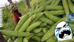 10 Meme Pare Ini Bikin Ketawa Sekaligus Mengingatkan Pahitnya Kehidupan