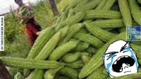Ini mah bukan gagal panen tapi gagal paham. Petani juga tahu kalau pare rasanya pahit, nggak mungkin mereka sedih. Foto: Istimewa