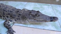 Buaya muara penghuni Sungai Citarum yang ditangkap warga ini diserahkan kepada petugas BBKSDA Jabar. (Foto: Wisma Putra/detikcom)