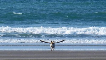 Anjing bersayap di pantai. (Foto: Brightside)