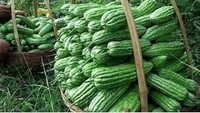 Gini nih rasanya kalau jatuh cinta pada kekasih orang. Rasanya pahit! Kayak makan pare sekebon. Foto: Istimewa