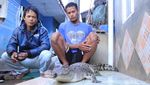 Tertangkapnya Buaya Penghuni Sungai Citarum