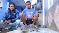 Alo (32) dan Eman (32) menangkap seekor buaya di Sungai Citarum, Kecamatan Baleendah, Kabupaten Bandung, Jawa Barat, Selasa (3/7) dini hari. (Foto: Wisma Putra/detikcom)