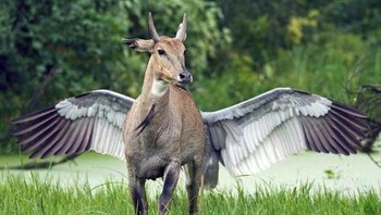 Sepupu jauh dari unicorn. (Foto: Brightside)