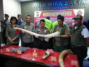 KLHK: Pembunuhan Gajah Jinak di Aceh Kejahatan Luar Biasa