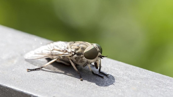 Macro view of a horsefly. Females females bite animals to obtain enough protein from blood to produce eggs
