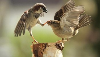 Begini sepertinya kala burung sedang berkomunikasi. (Foto: Brightside)