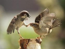Ringkusan Foto Sempurna di Momen yang Tepat
