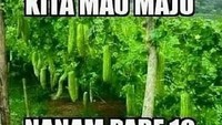 Nanam pare 10 hektare pahit semua. Pare memang diciptakan dengan rasa pahit. Mau ditanam 10 hektare atau 100 hektare ya tetap saja semuanya pahit. Foto: Istimewa