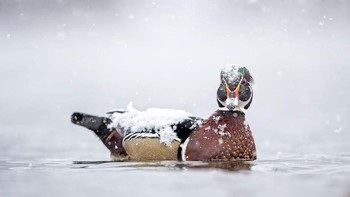 Youth Winner: Liron Gertsman. Canon EOS 7D Mark II with Canon EF 100-400mm f/4.5- 5.6L IS II USM lens; 1/30 second at f/13; ISO 250. Foto: Audubon Photography Awards