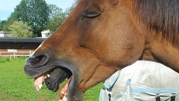 Ada dua mulut pada kuda ini ya? (Foto: Brightside)