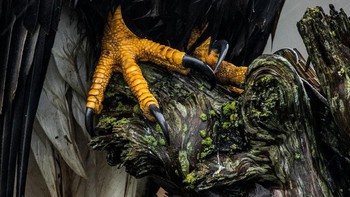 Youth Honorable Mention: Liron Gertsman. Canon EOS 7D Mark II with Canon EF 100-400mm f/4.5-5.6L IS II USM lens; 1/160 second at f/5.6; ISO 640. Foto: Audubon Photography Awards