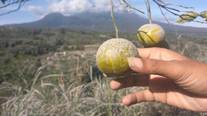 Tanaman Pertanian Warga Rusak Akibat Hujan Abu Gunung Agung