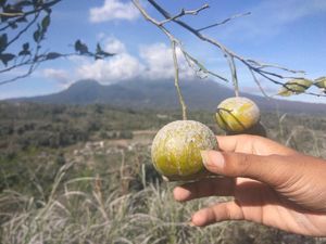 Tanaman Pertanian Warga Rusak Akibat Hujan Abu Gunung Agung