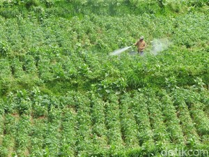 Dampak Embun Es Pada Tanaman Kentang di Dieng Sulit Diatasi