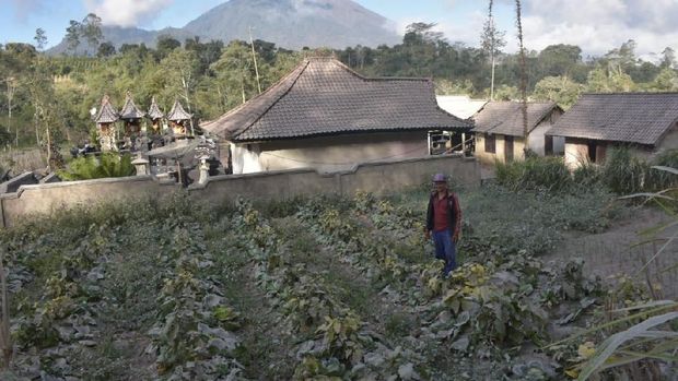 Paparan abu juga merusak lahan pertanian warga.