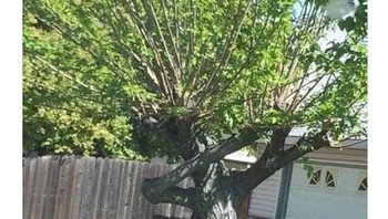 Satu golnya ke gawang Jepang berhasil membantu Belgia lolos dengan kemenangan 3-2. Foto: Istimewa