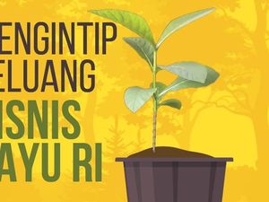 Mengintip Peluang Aneka Bisnis Kayu