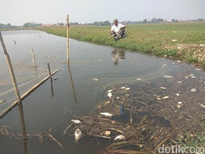 Warga Tanggulangin Keluhkan Gagal Tanam Imbas Lumpur Lapindo